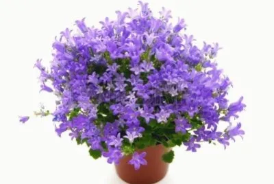 campanules