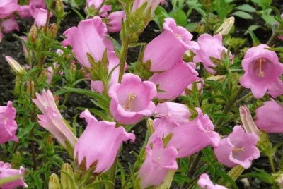 campanules