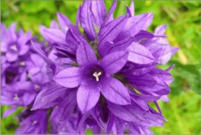 campanule