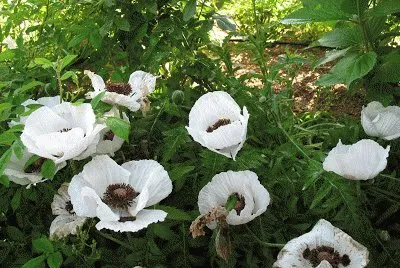 pavots d 'orient