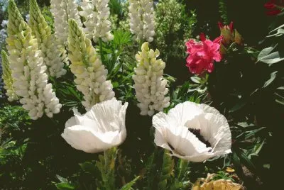 pavots et lupins
