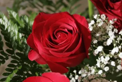 Rosa