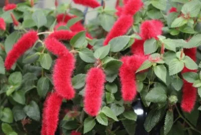 acalypha