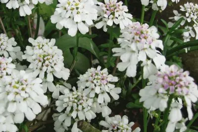 iberis