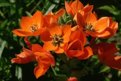 fleurs: ornithogalum