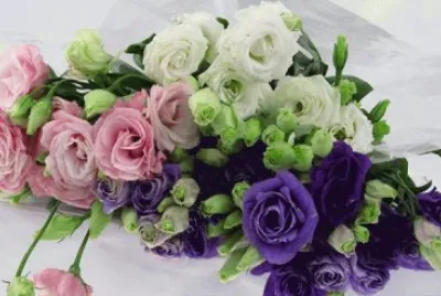fleurs: Lisianthus jigsaw puzzle