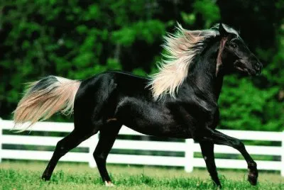 cheval