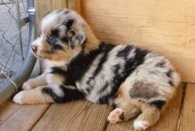 פאזל של chiot
