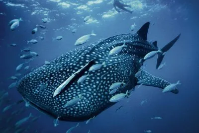 baleine