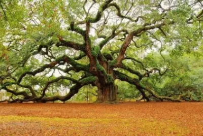 ANGEL OAK, TIENE 400 AÃ‘OS, USA.