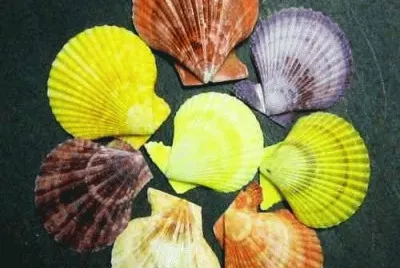 פאזל של Conchas