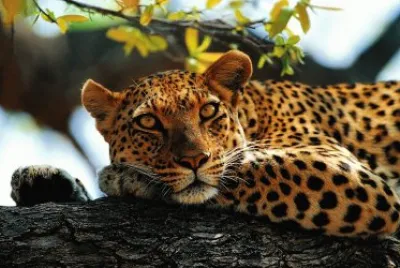 jaguar