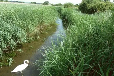 Radipole lake reed beds