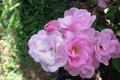 ROSES