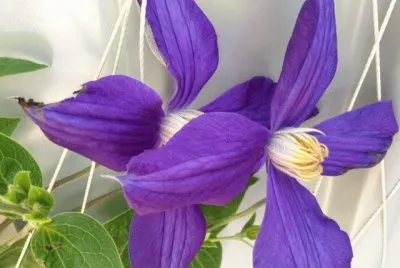 Purple Flower