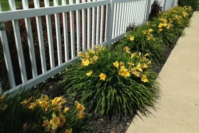 Yellow Daylillies