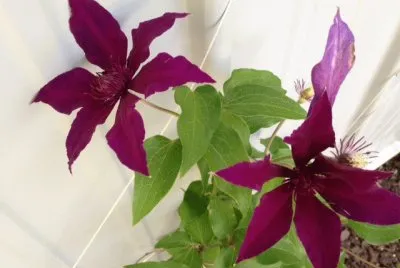 Red Flowers