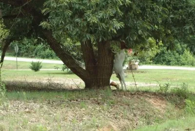 goat in a tree