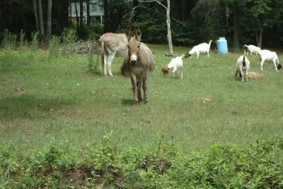 curious mule