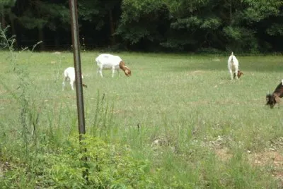 Goats in the field