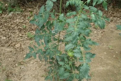 Tomato plant