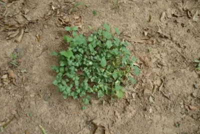 cantalope patch
