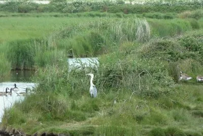 Lodmoor lake