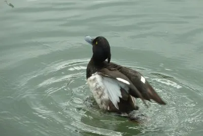Duck Radipole lake