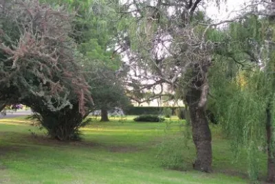 hermoso verde