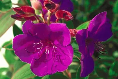 tibouchina