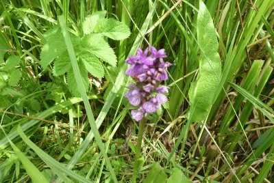 Wild flowers Radipole lake