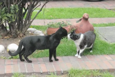 Azulita y Manolo 1 jigsaw puzzle