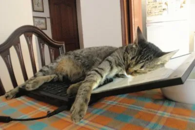 Tsuna 48 jigsaw puzzle