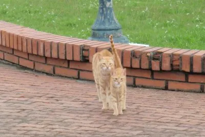 De paseo jigsaw puzzle