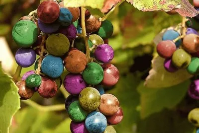 uvas jigsaw puzzle
