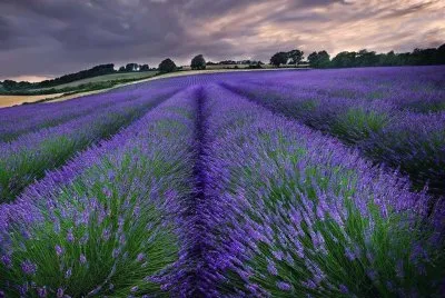 lavande jigsaw puzzle