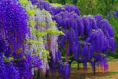 glycine jigsaw puzzle