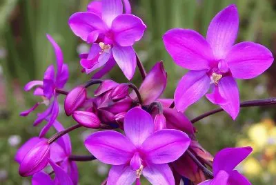fleurs: Spathoglottis plicata OrchidÃ©e jigsaw puzzle