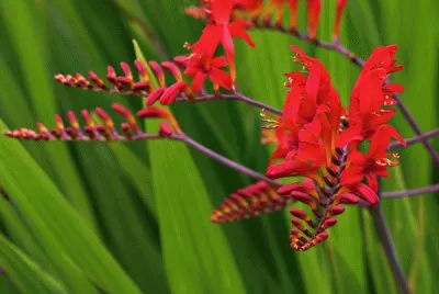 fleurs: crocosmia jigsaw puzzle