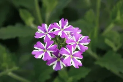 verveine jigsaw puzzle