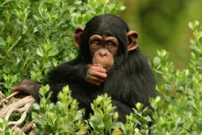 פאזל של chimpanse