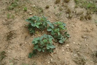 פאזל של strawberries