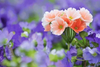 פאזל של primevere