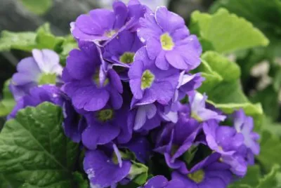 פאזל של primevere