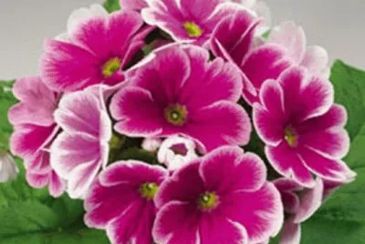 פאזל של primevere