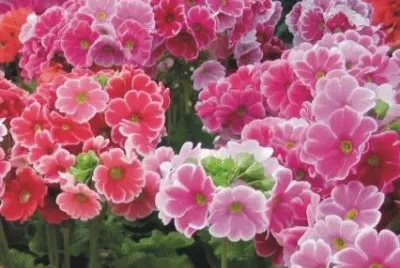 פאזל של primevere