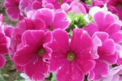 פאזל של primevere