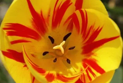 פאזל של Tulips Flower