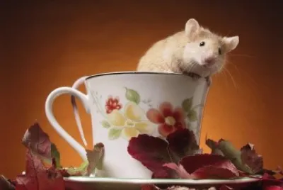 פאזל של ratolÃ­