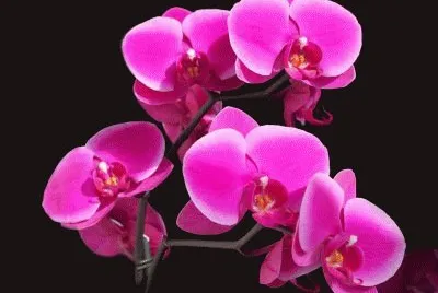 פאזל של fleurs: orchidÃ©e